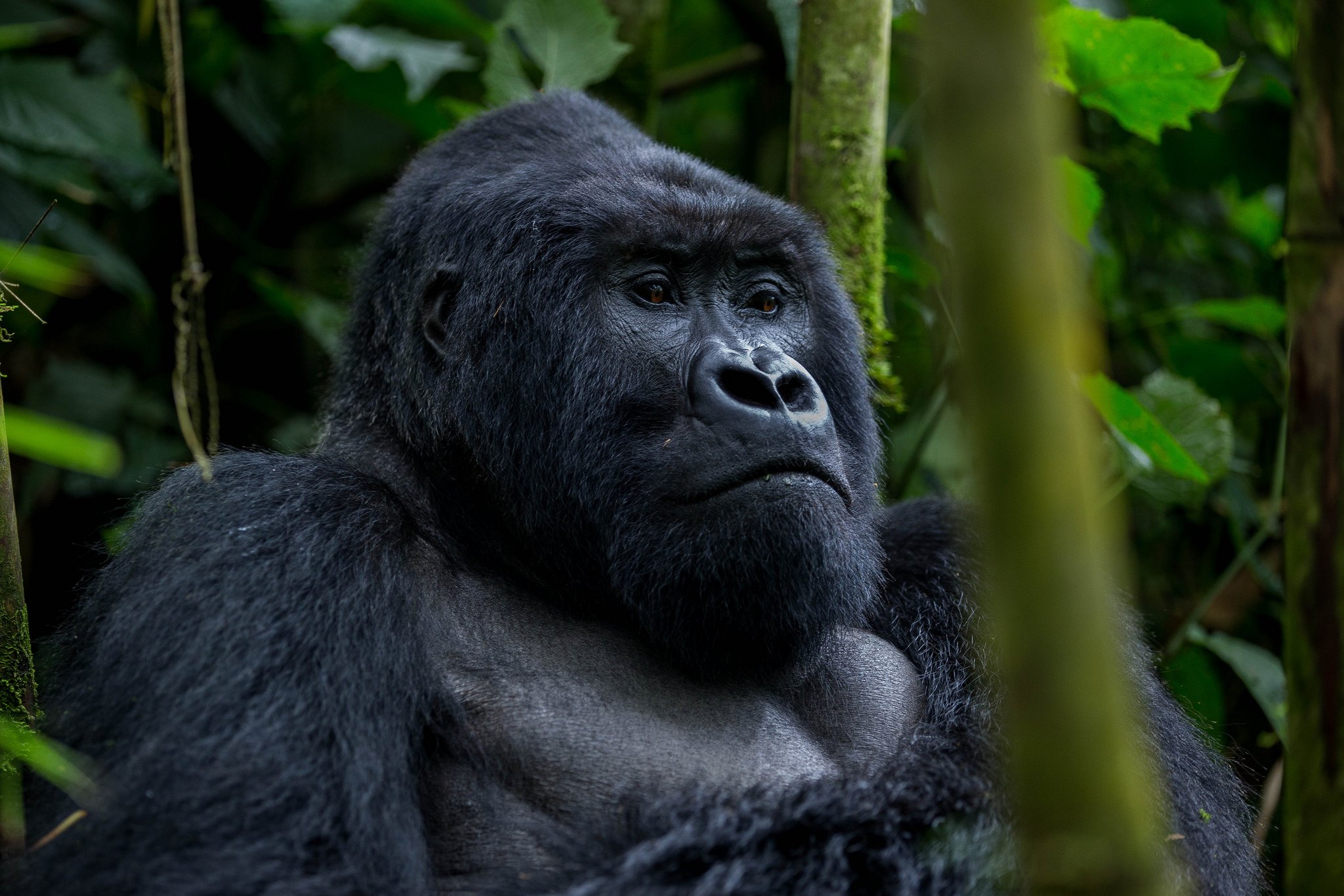 Where to sleep on luxury Rwanda primate safari